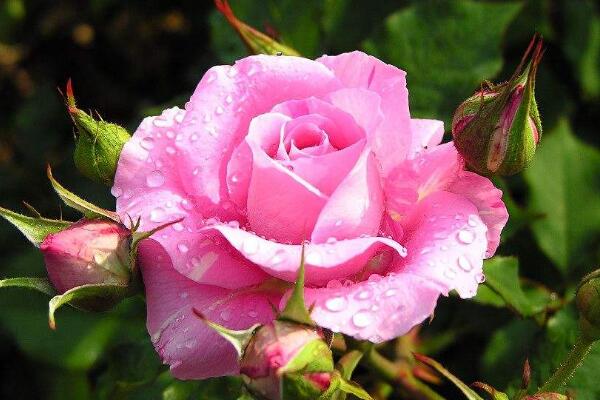 粉色薔薇花的花語，以及薔薇花花語大全
