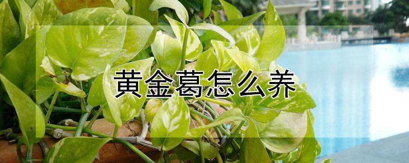 黃金葛怎么養(yǎng)