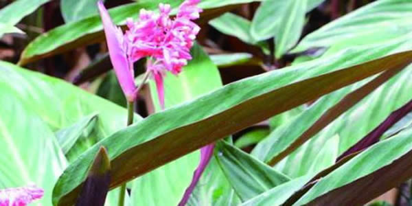 紫背竹芋的花語