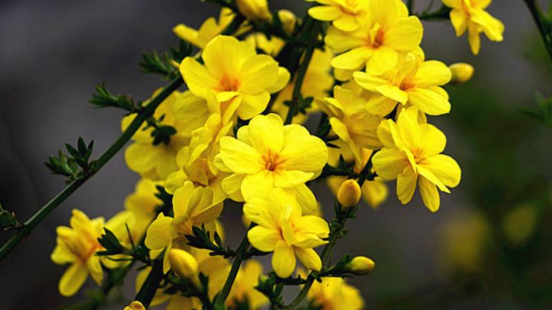 迎春花是什么季節(jié)開(kāi)的