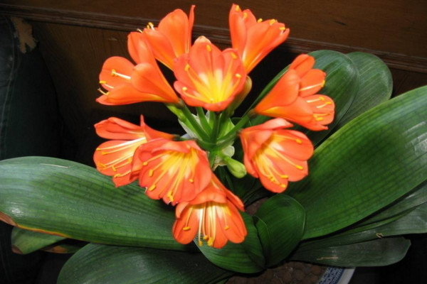 君子蘭怎么養(yǎng)才能開(kāi)花，保證光照、養(yǎng)分充足