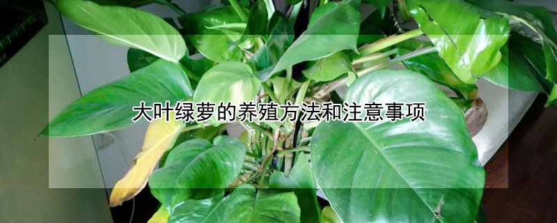 大葉綠蘿的養(yǎng)殖方法和注意事項(xiàng)