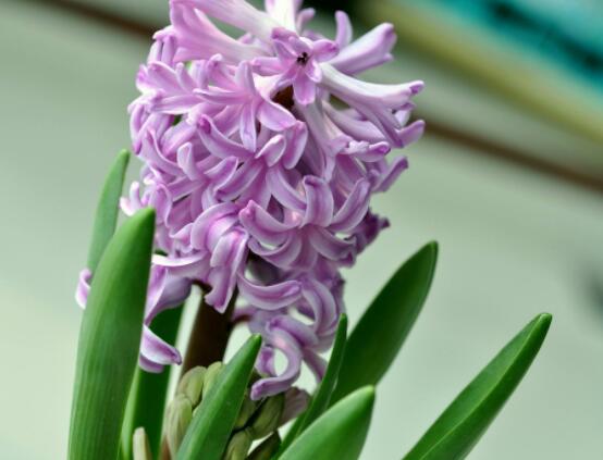 風(fēng)信子好種嗎，做好這五點(diǎn)就能生根發(fā)芽(存活率高)