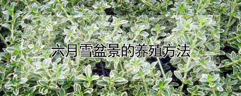 六月雪盆景的養(yǎng)殖方法