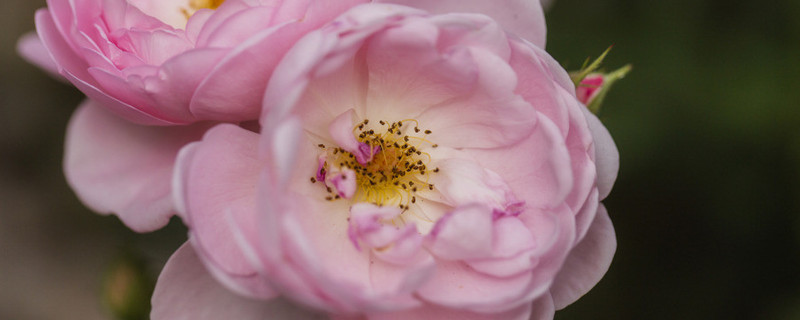 爬藤薔薇花怎樣過冬