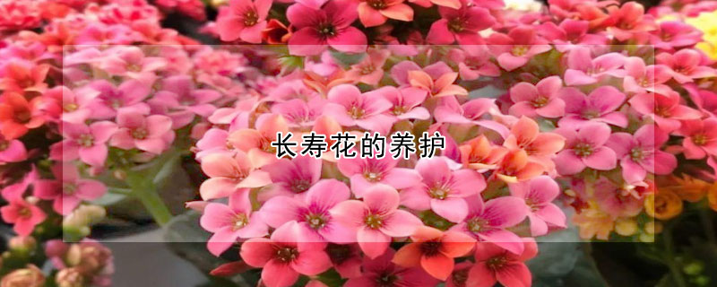 長壽花的養(yǎng)護(hù)