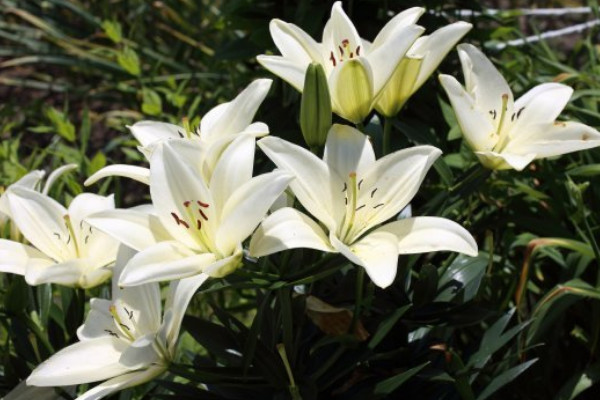 百合只長葉子不長花苞