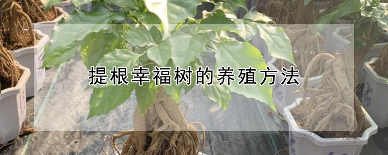 提根幸福樹的養(yǎng)殖方法