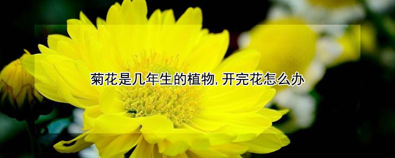 菊花是幾年生的植物,開(kāi)完花怎么辦