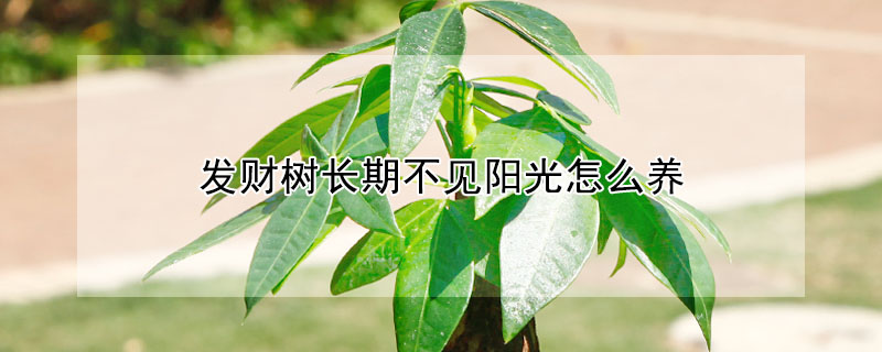 發(fā)財(cái)樹長期不見陽光怎么養(yǎng)