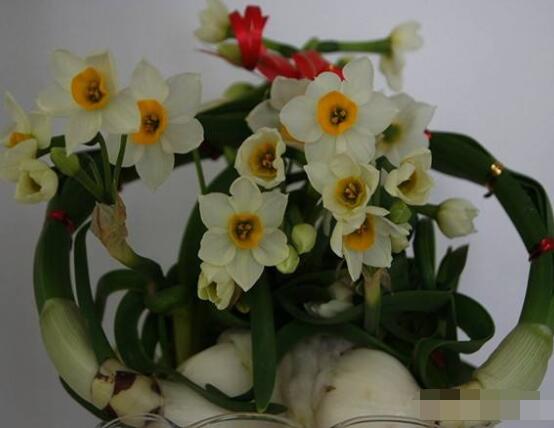 水仙花三大培植方法，介紹三種種植方法(土培/水培/沙培)