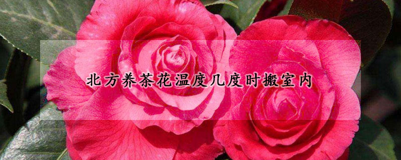 北方養(yǎng)茶花溫度幾度時(shí)搬室內(nèi)