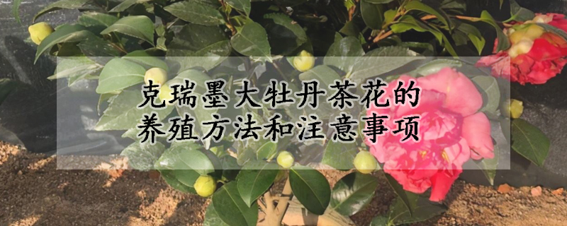 克瑞墨大牡丹茶花的養(yǎng)殖方法和注意事項