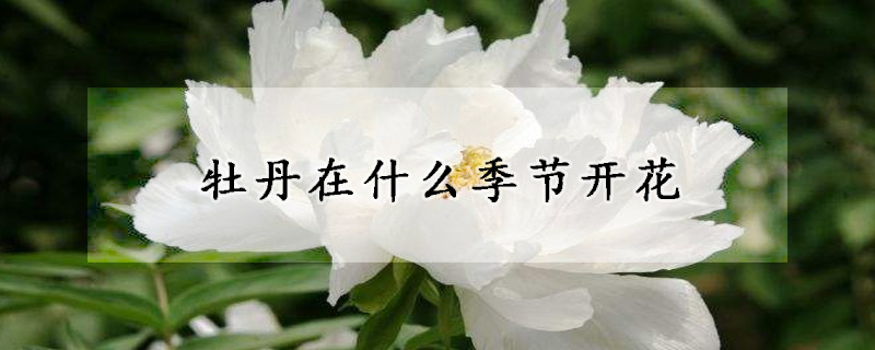 牡丹在什么季節(jié)開(kāi)花