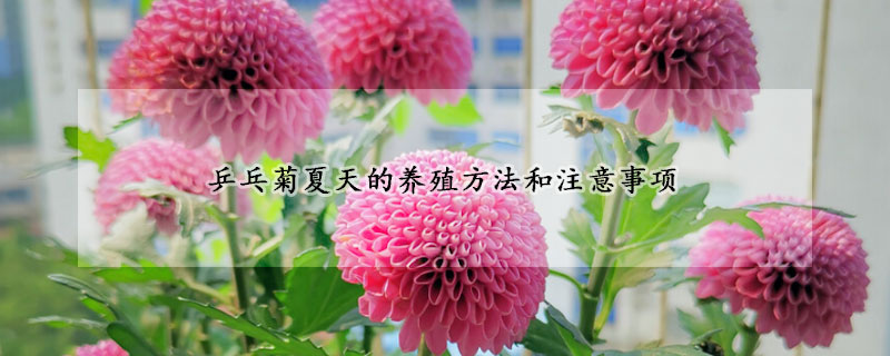 乒乓菊夏天的養(yǎng)殖方法和注意事項