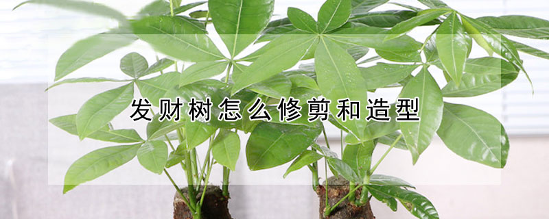 發(fā)財樹怎么修剪和造型