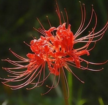 世界上最凄美、妖艷的花----------彼岸花