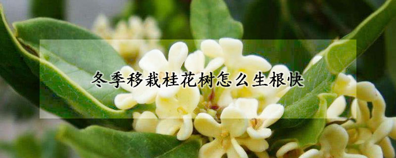 冬季移栽桂花樹(shù)怎么生根快