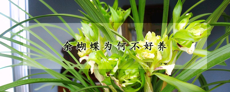 余蝴蝶為何不好養(yǎng)