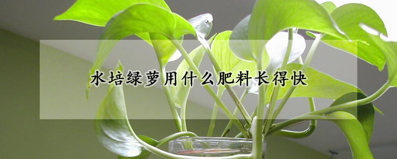水培綠蘿用什么肥料長(zhǎng)得快