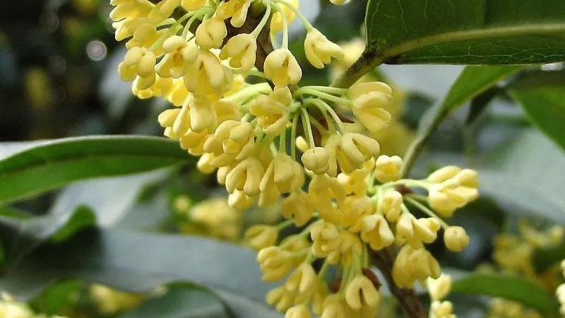 養(yǎng)桂花樹注意什么