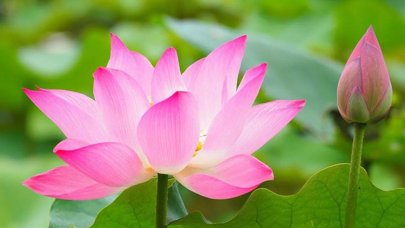 水芙蓉的養(yǎng)殖方法和注意事項(xiàng)