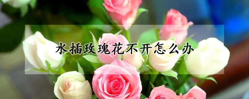 水插玫瑰花不開怎么辦