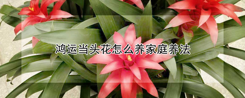鴻運(yùn)當(dāng)頭花怎么養(yǎng)家庭養(yǎng)法