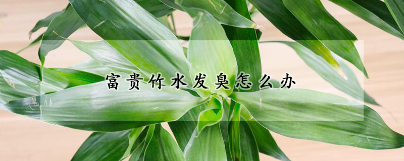 富貴竹水發(fā)臭怎么辦