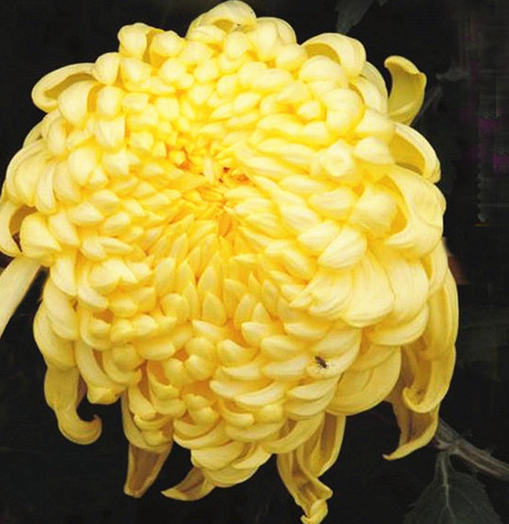 艾菊是一種什么植物？有哪些功效和價值？