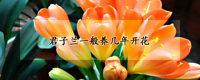 君子蘭一般養(yǎng)幾年開花