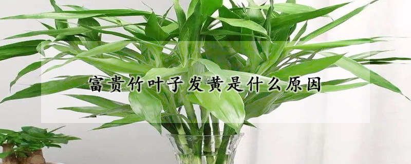 富貴竹葉子發(fā)黃是什么原因
