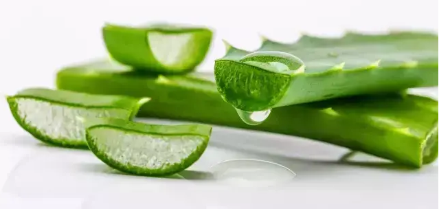 家里種植蘆薈!有什么作用