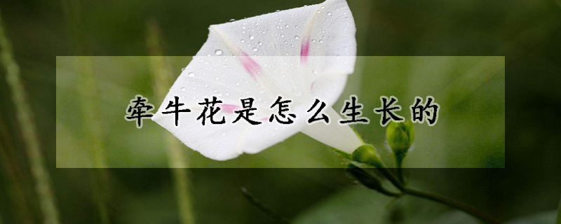 牽?；ㄊ窃趺瓷L的