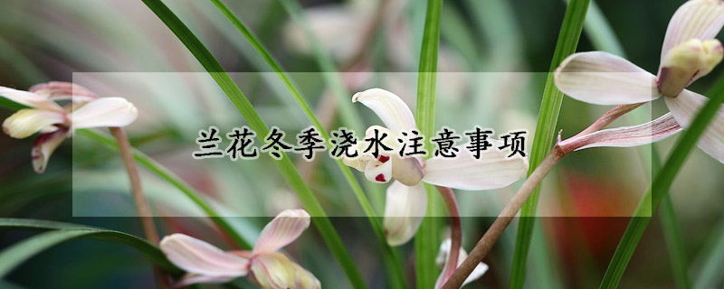 蘭花冬季澆水注意事項(xiàng)