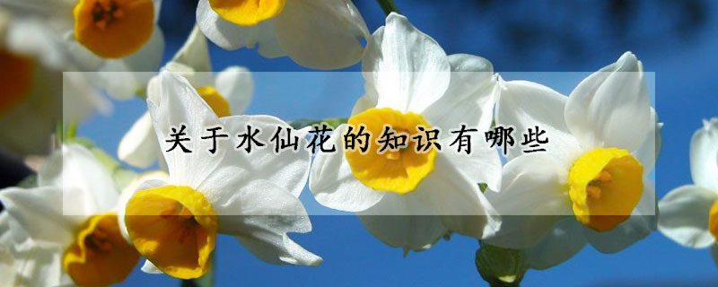 關(guān)于水仙花的知識有哪些