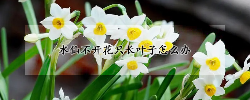 水仙不開(kāi)花只長(zhǎng)葉子怎么辦