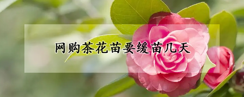 網購茶花苗要緩苗幾天