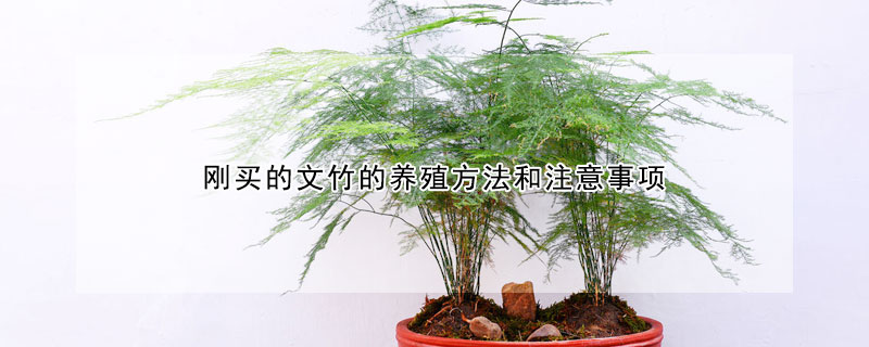 剛買的文竹的養(yǎng)殖方法和注意事項