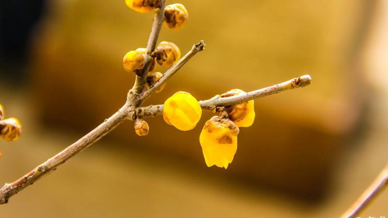 水插臘梅花如何養(yǎng)