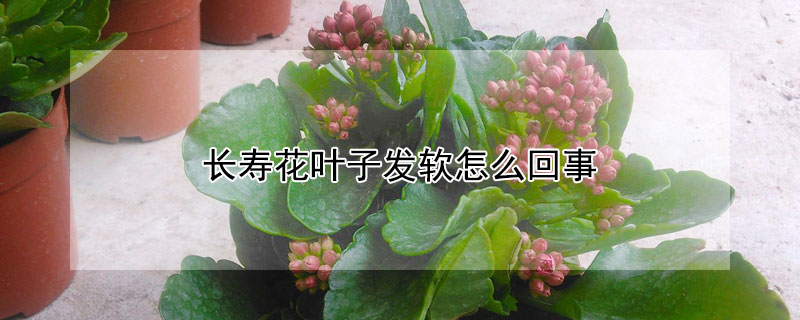 長(zhǎng)壽花葉子發(fā)軟怎么回事