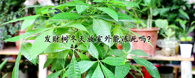 發(fā)財樹冬天放室外能凍死嗎?