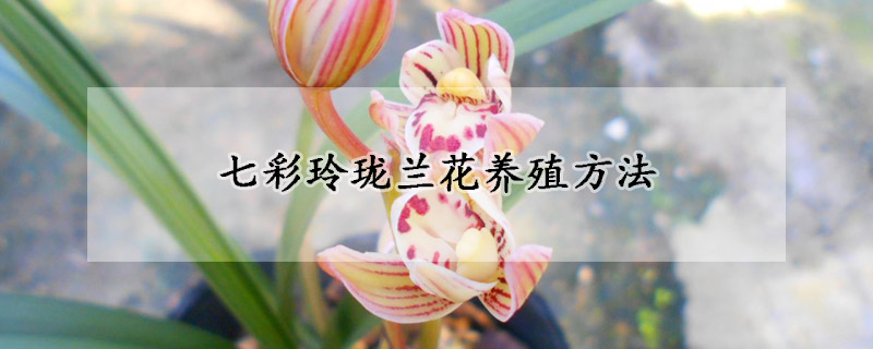 七彩玲瓏蘭花養(yǎng)殖方法