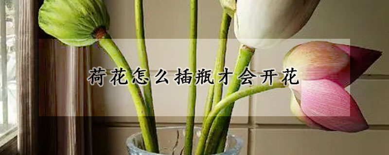 荷花怎么插瓶才會(huì)開(kāi)花
