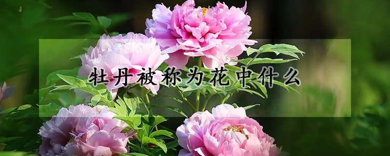 牡丹被稱(chēng)為花中什么