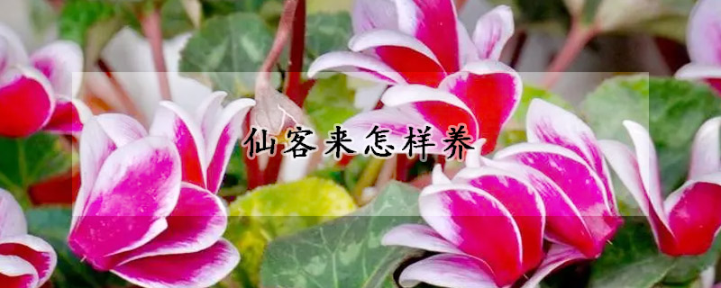 仙客來(lái)怎樣養(yǎng)