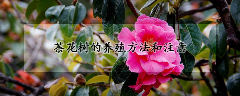 茶花樹的養(yǎng)殖方法和注意