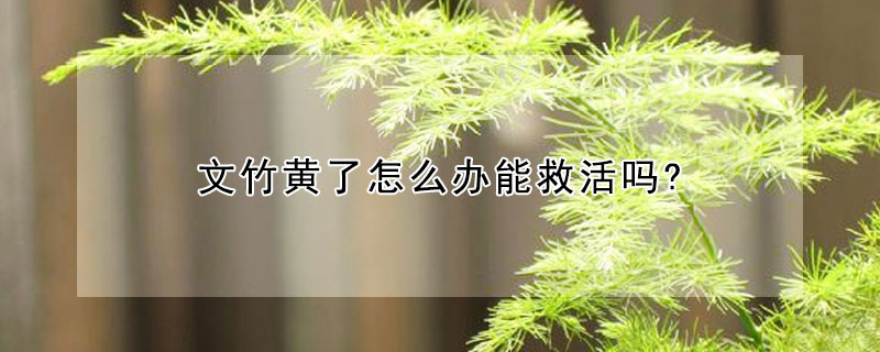 文竹黃了怎么辦能救活嗎