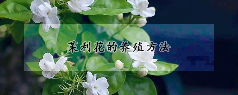 苿利花的養(yǎng)殖方法