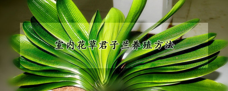 室內(nèi)花草君子蘭養(yǎng)殖方法